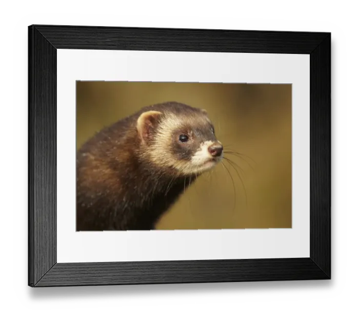 Framed Print : Western Polecat (Mustela putorius) adult, close-up of head, in evening sunlight (captive) Framed Print : Western Polecat (Mustela putorius) adult, close-up of head, in evening sunlight (captive)