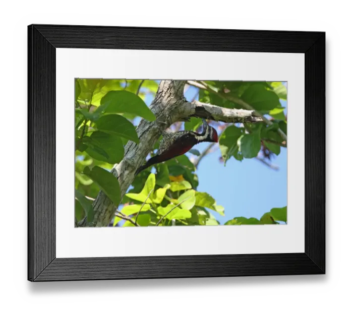 Framed Print : Black-rumped Flameback (Dinopium benghalense psarodes) endemic race, adult male, feeding in dead tree, Sri Lanka, december