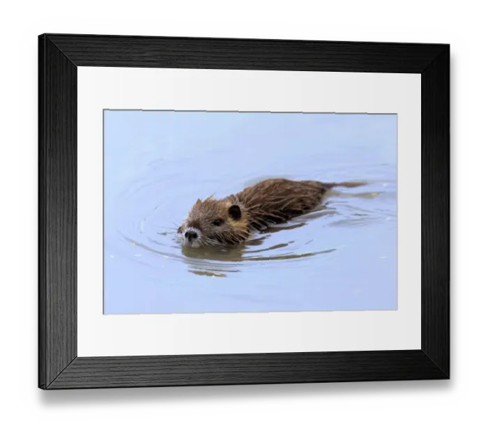 Framed Print : Coypu (Myocastor coypus) introduced species, baby, swimming, Saintes Marie de la Mer, Camargue, Bouches du Rhone, France Framed Print : Coypu (Myocastor coypus) introduced species, baby, swimming, Saintes Marie de la Mer, Camargue, Bouches du Rhone, France
