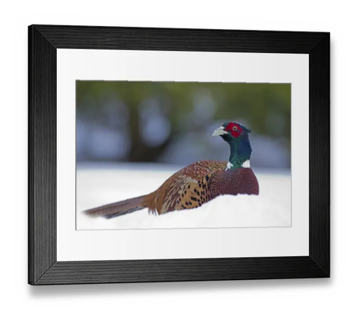 Framed Print : Common Pheasant (Phasianus colchicus) adult male, standing in snow covered garden, Chirnside, Berwickshire, Scotland, december Framed Print : Common Pheasant (Phasianus colchicus) adult male, standing in snow covered garden, Chirnside, Berwickshire, Scotland, december