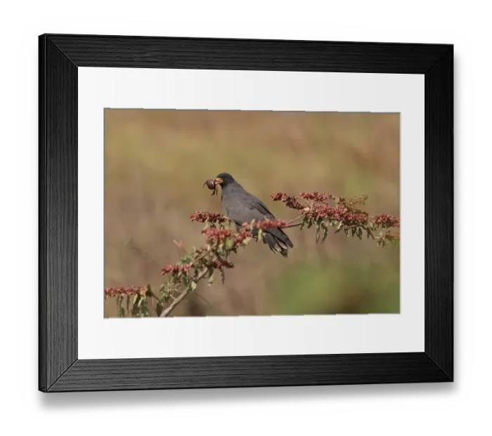 Framed Print : Snail Kite (Rostrahamus sociabilis sociabilis) adult male, with Red Freshwater Crab (Dilocarcinus pagei) prey in beak, perched on branch, Campo Jofre, Mato Grosso, Brazil, august