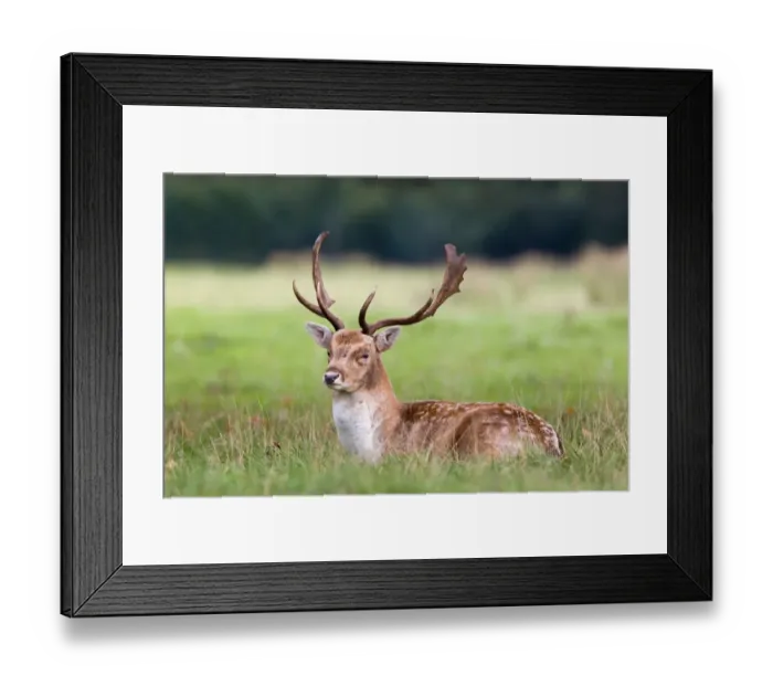 Framed Print : Fallow Deer (Dama dama) buck, resting during rutting season, Suffolk, England, october Framed Print : Fallow Deer (Dama dama) buck, resting during rutting season, Suffolk, England, october