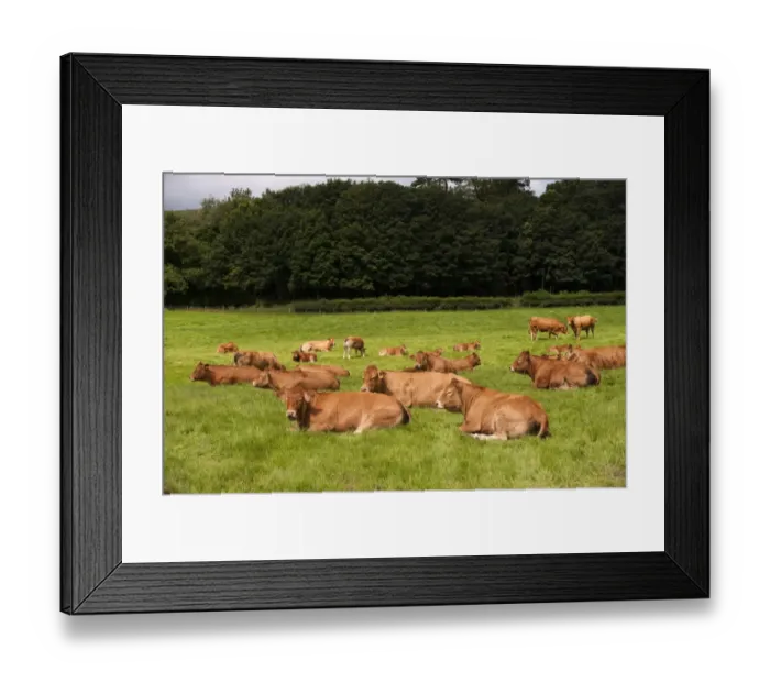 Framed Print : Domestic Cattle, Limousin cows and calves, herd resting in pasture, England, july Framed Print : Domestic Cattle, Limousin cows and calves, herd resting in pasture, England, july