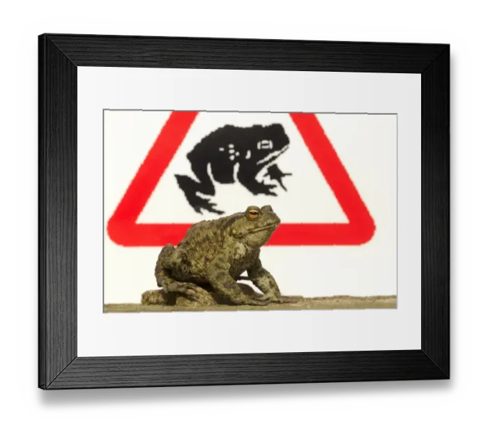 Framed Print : Common Toad (Bufo bufo) adult, with toad crossing sign in background, Sheffield, South Yorkshire, England, april