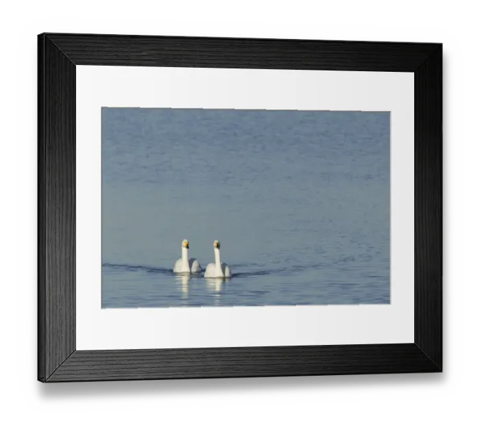 Framed Print : Whooper Swan (Cygnus cygnus) adult pair, swimming, Ouse Washes, Norfolk, England, february Framed Print : Whooper Swan (Cygnus cygnus) adult pair, swimming, Ouse Washes, Norfolk, England, february