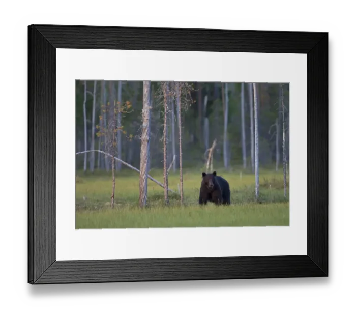 Framed Print : European Brown Bear (Ursus arctos arctos) adult, standing at edge of coniferous forest habitat at dusk, Finland, july Framed Print : European Brown Bear (Ursus arctos arctos) adult, standing at edge of coniferous forest habitat at dusk, Finland, july