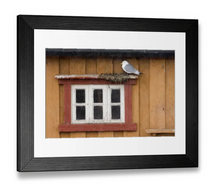 Framed Print : Kittiwake (Rissa tridactyla) adult, nesting on building, Vardo, Finnmark, Norway, march Framed Print : Kittiwake (Rissa tridactyla) adult, nesting on building, Vardo, Finnmark, Norway, march