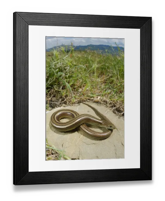 Framed Print : Three-toed Skink (Chalcides chalcides) adult, basking on rock in habitat, Italy, may Framed Print : Three-toed Skink (Chalcides chalcides) adult, basking on rock in habitat, Italy, may