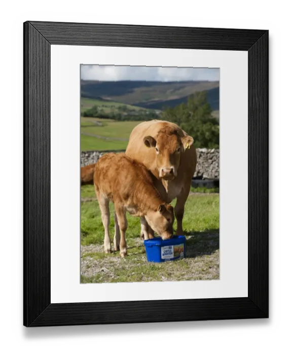 Framed Print : Domestic Cattle, Limousin cow and calf, licking Cattle Booster supplement feed block in pasture, England, august Framed Print : Domestic Cattle, Limousin cow and calf, licking Cattle Booster supplement feed block in pasture, England, august