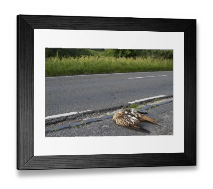 Framed Print : Red Kite (Milvus milvus) dead adult, roadkill casualty on roadside after collision with passing car, Oxfordshire, England, june Framed Print : Red Kite (Milvus milvus) dead adult, roadkill casualty on roadside after collision with passing car, Oxfordshire, England, june