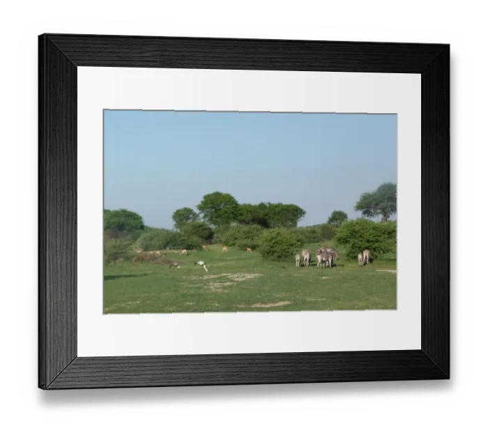 Framed Print : Common Zebra (Equus quagga), Wattled Crane (Bostrychia carunculata) and Impala (Aepyceros melampus), in grassland habitat, Okavango Delta, Botswana Framed Print : Common Zebra (Equus quagga), Wattled Crane (Bostrychia carunculata) and Impala (Aepyceros melampus), in grassland habitat, Okavango Delta, Botswana