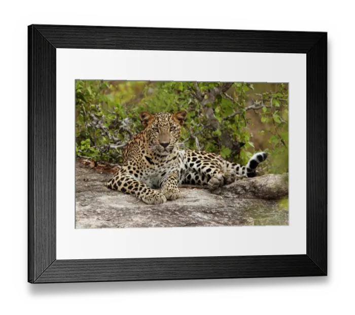 Framed Print : Sri Lankan Leopard (Panthera pardus kotiya) immature, resting on rock, Yala N. P. Sri Lanka Framed Print : Sri Lankan Leopard (Panthera pardus kotiya) immature, resting on rock, Yala N. P. Sri Lanka
