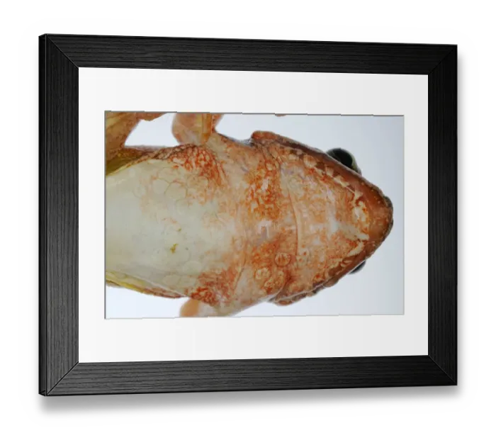 Framed Print : Agile Frog (Rana dalmatina) immature, close-up of underside showing fungal disease and infections, Italy, may Framed Print : Agile Frog (Rana dalmatina) immature, close-up of underside showing fungal disease and infections, Italy, may
