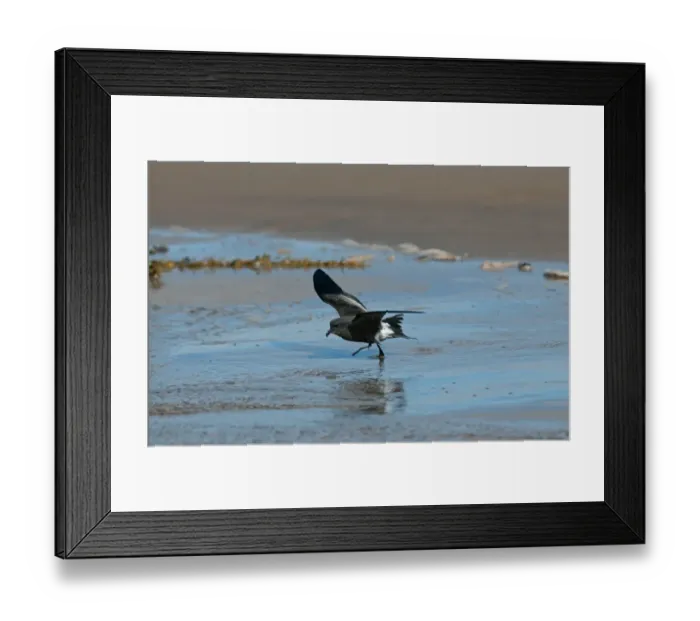 Framed Print : Leach's Petrel (Oceanodroma leucorhoa) adult, taking off from beach, Wirral Peninsula, Merseyside, England, september Framed Print : Leach's Petrel (Oceanodroma leucorhoa) adult, taking off from beach, Wirral Peninsula, Merseyside, England, september