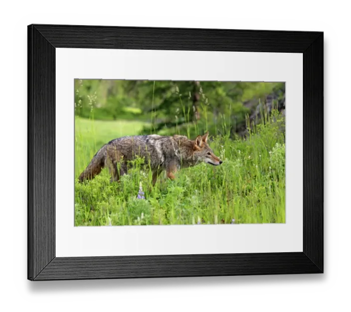 Framed Print : Coyote (Canis latrans) adult, prowling in meadow, Montana, U. S. A. june (captive) Framed Print : Coyote (Canis latrans) adult, prowling in meadow, Montana, U. S. A. june (captive)