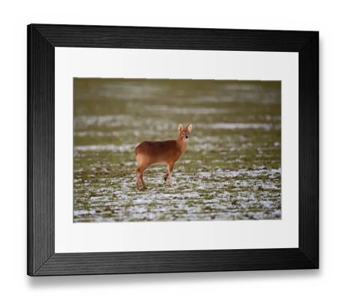 Framed Print : Chinese Water Deer (Hydropotes inermis) introduced species, adult male, standing on snow covered field, Norfolk, England, february