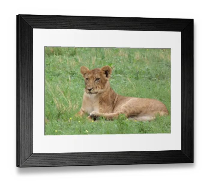 Framed Print : Lion (Panthera leo) immature, resting, Savute, Chobe N. P. Botswana Framed Print : Lion (Panthera leo) immature, resting, Savute, Chobe N. P. Botswana