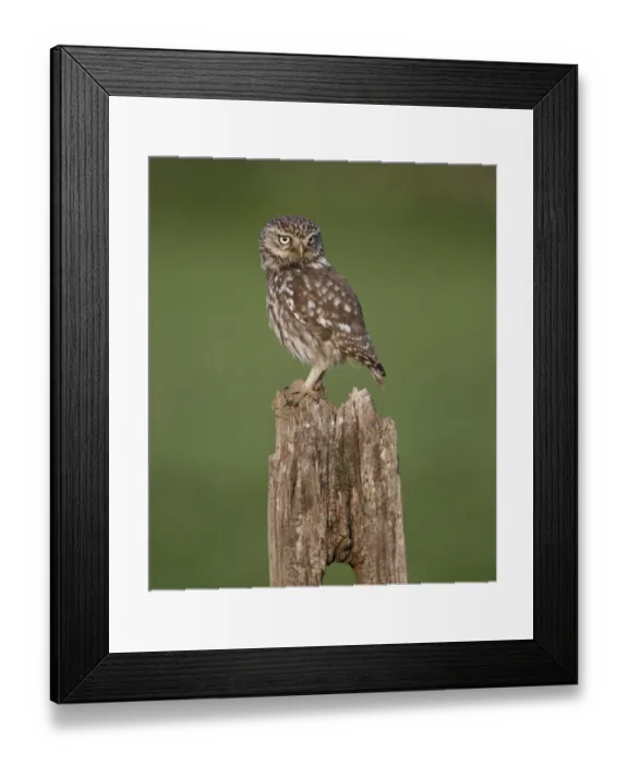 Framed Print : Little Owl (Athene noctua) adult, standing on fencepost, Leicestershire, England, may