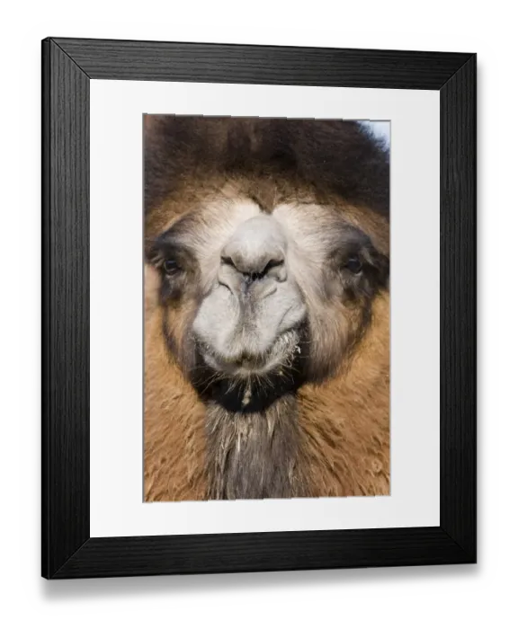 Framed Print : Domesticated Bactrian Camel (Camelus bactrianus) breeding male, close-up of head, in pen at nomads camp, Khongoryn Els Sand Dunes, Southern Gobi Desert, Mongolia, october