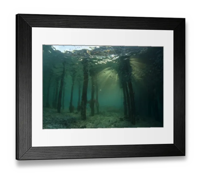 Framed Print : School of fish below jetty, Arborek Jetty, Dampier Straits, Raja Ampat, West Papua, New Guinea, Indonesia Framed Print : School of fish below jetty, Arborek Jetty, Dampier Straits, Raja Ampat, West Papua, New Guinea, Indonesia
