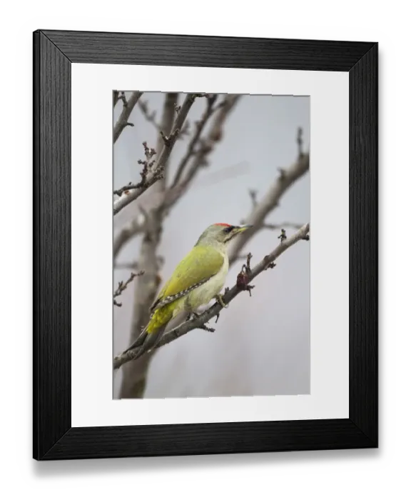 Framed Print : Grey-headed Woodpecker (Picus canus) adult male, perched on branch, Bulgaria, january