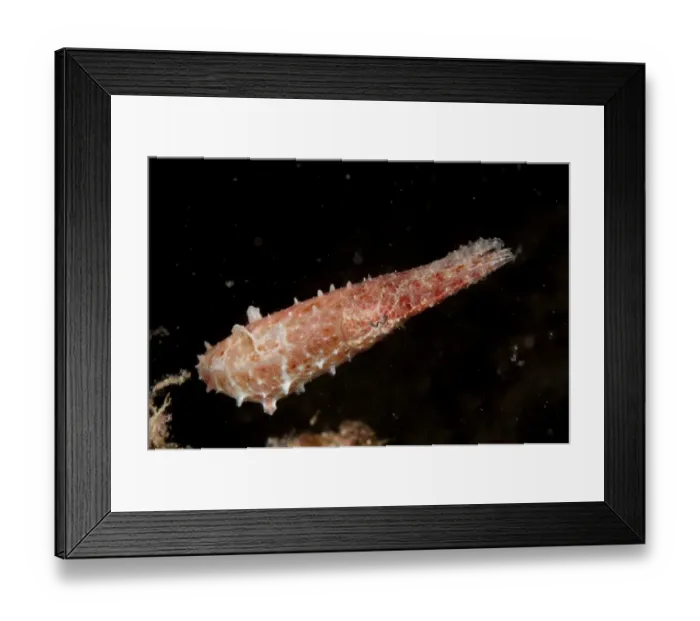 Framed Print : Broadclub Cuttlefish (Sepia latimanus) adult, swimming, Siamil Island, Sabah, Borneo, Malaysia Framed Print : Broadclub Cuttlefish (Sepia latimanus) adult, swimming, Siamil Island, Sabah, Borneo, Malaysia