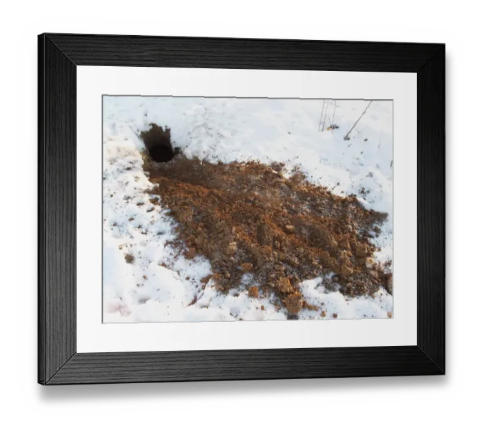 Framed Print : Eurasian Badger (Meles meles) soil from excavated sett on snow, Devon, England, winter Framed Print : Eurasian Badger (Meles meles) soil from excavated sett on snow, Devon, England, winter