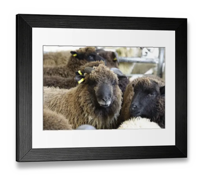 Framed Print : Domestic Sheep, Herbridean cross Ryeland ewe lambs, flock in pen at market, Holmfirth Livestock Market, Yorkshire, England, october Framed Print : Domestic Sheep, Herbridean cross Ryeland ewe lambs, flock in pen at market, Holmfirth Livestock Market, Yorkshire, England, october