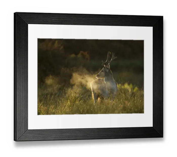 Framed Print : Fallow Deer (Dama dama) buck, breath condensing in cold air at dawn, during rutting season, Leicestershire, England, november Framed Print : Fallow Deer (Dama dama) buck, breath condensing in cold air at dawn, during rutting season, Leicestershire, England, november