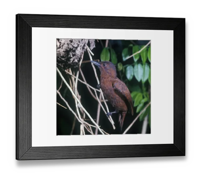 Framed Print : Rufous Woodpecker (Micropternus brachyurus jerdonii) Nesting in Tree-ant (Crematogaser) Framed Print : Rufous Woodpecker (Micropternus brachyurus jerdonii) Nesting in Tree-ant (Crematogaser)