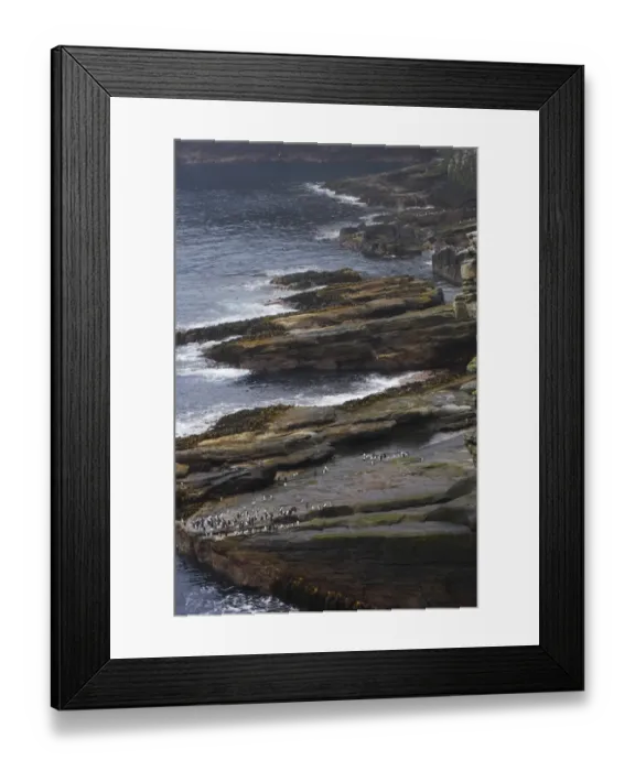 Framed Print : Southern Rockhopper Penguin (Eudyptes chrysocome chrysocome) adults, group waiting to enter sea, in rocky coastal habitat, New Island, Falkland Islands Framed Print : Southern Rockhopper Penguin (Eudyptes chrysocome chrysocome) adults, group waiting to enter sea, in rocky coastal habitat, New Island, Falkland Islands