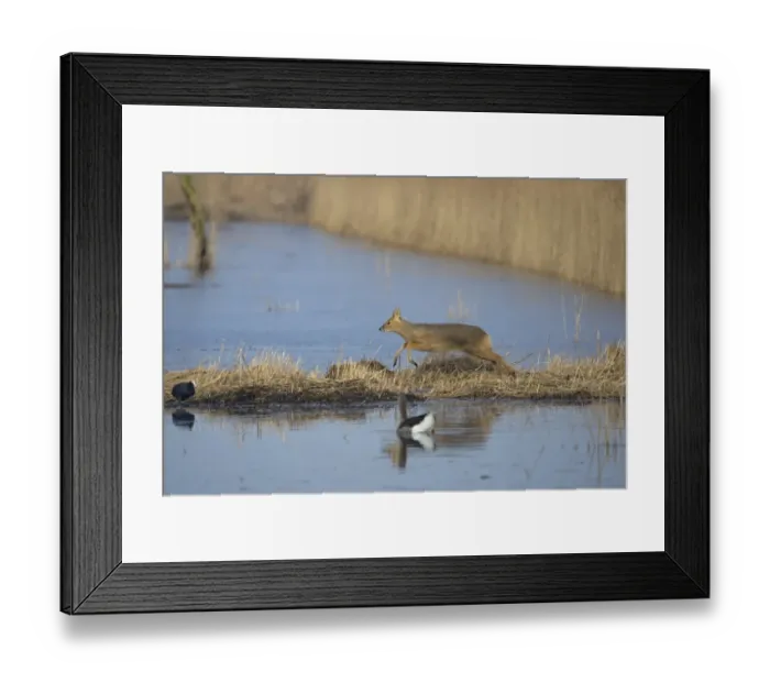 Framed Print : Chinese Water Deer (Hydropotes inermis) introduced species, adult female, running at edge of water, Norfolk, England, march
