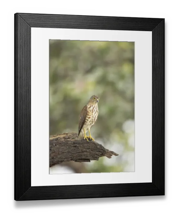 Framed Print : Shikra (Accipiter badius) juvenile, perched on broken branch, Keoladeo Ghana N. P. (Bharatpur), Rajasthan, India Framed Print : Shikra (Accipiter badius) juvenile, perched on broken branch, Keoladeo Ghana N. P. (Bharatpur), Rajasthan, India