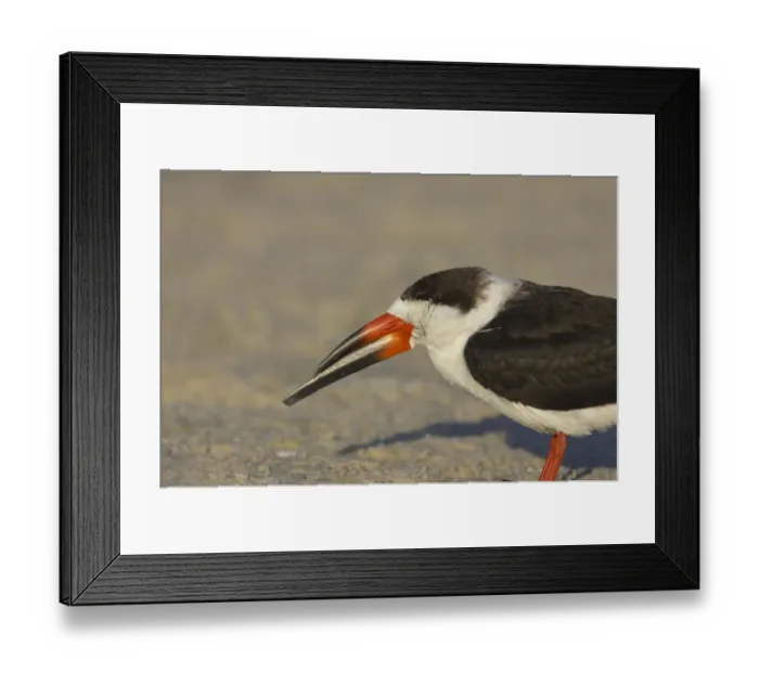 Framed Print : Black Skimmer (Rynchops niger) adult, close-up of head, Fort de Soto, Florida, U. S. A Framed Print : Black Skimmer (Rynchops niger) adult, close-up of head, Fort de Soto, Florida, U. S. A