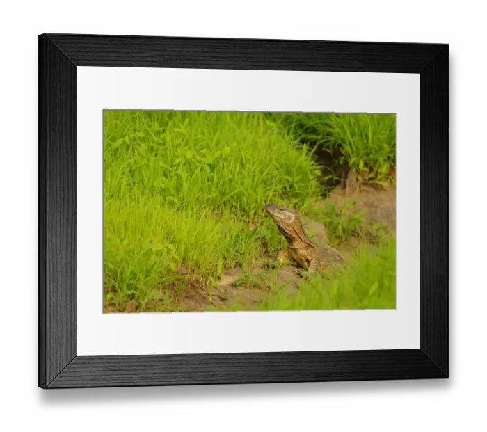 Framed Print : Rock Monitor (Varanus albigularis) adult, amongst grass, Ruaha N. P. Tanzania Framed Print : Rock Monitor (Varanus albigularis) adult, amongst grass, Ruaha N. P. Tanzania