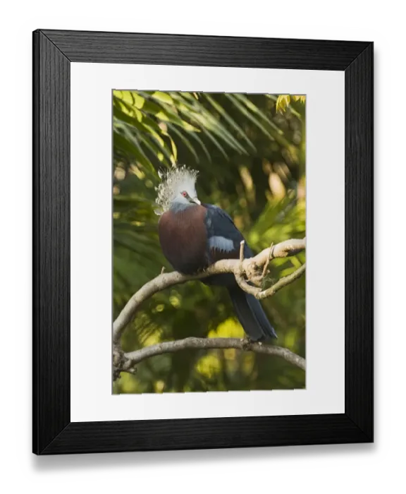 Framed Print : Victoria Crowned-pigeon (Goura victoria) adult, perched on branch (captive) Framed Print : Victoria Crowned-pigeon (Goura victoria) adult, perched on branch (captive)