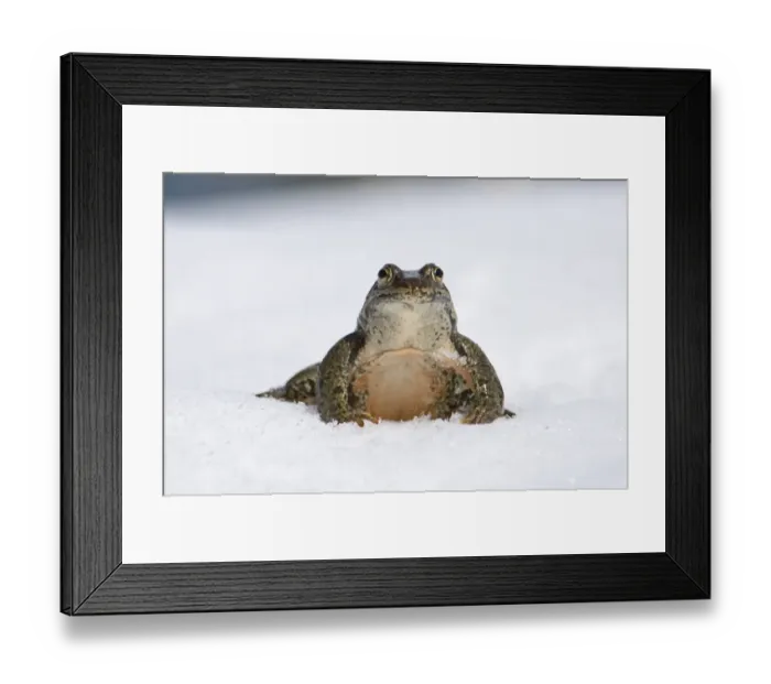 Framed Print : Georgian Marsh Frog (Rana camerani) adult male, sitting in snow, Great Caucasus, Caucasus Mountains, Georgia, april Framed Print : Georgian Marsh Frog (Rana camerani) adult male, sitting in snow, Great Caucasus, Caucasus Mountains, Georgia, april