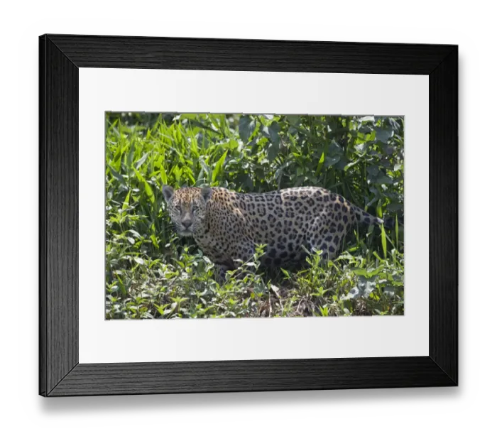 Framed Print : Jaguar (Panthera onca) adult, standing in vegetation, Taiama, Pantanal, Mato Grosso, Brazil
