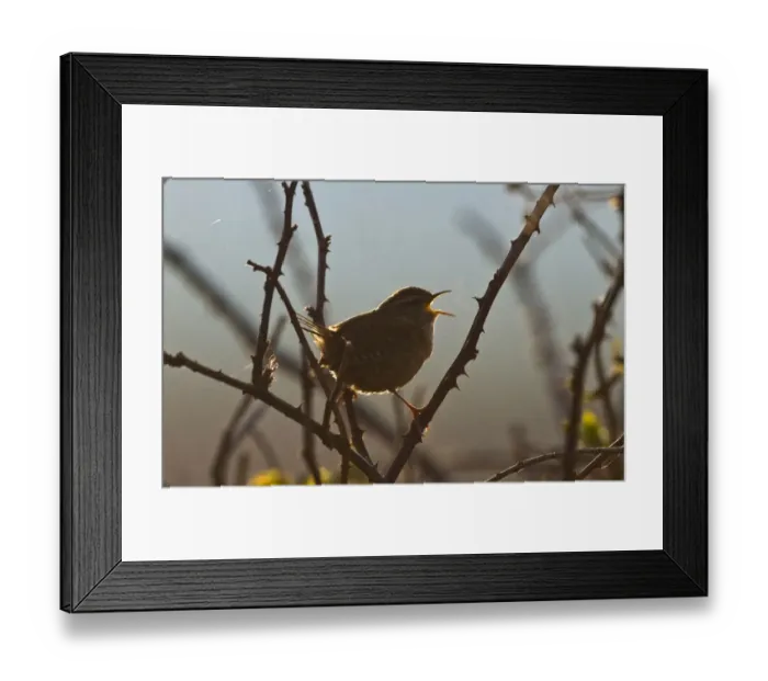 Framed Print : Winter Wren (Troglodytes troglodytes) adult, singing, perched on bramble stems at dawn, Norfolk, England, april