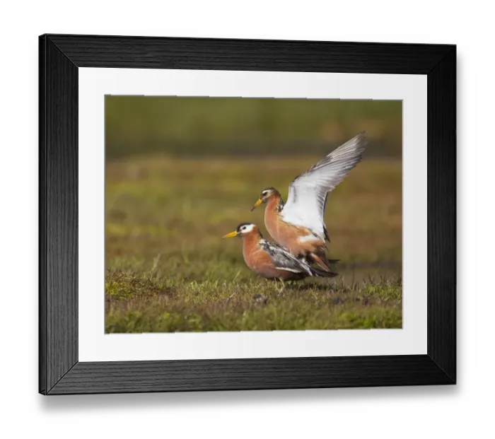 Framed Print : Grey Phalarope (Phalaropus fulicarius) adult pair, summer plumage, mating, Spitzbergen, Svalbard, july