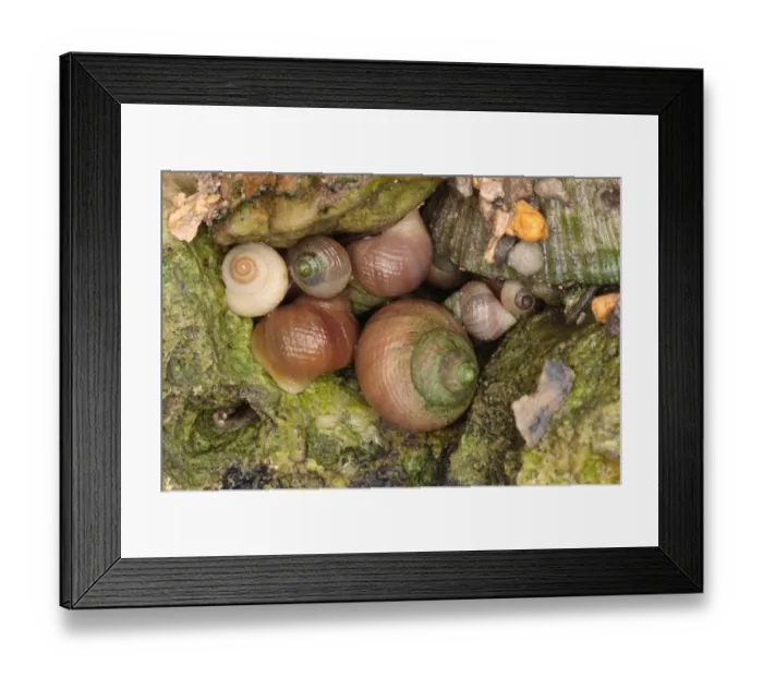 Framed Print : Rough Periwinkle (Littorina saxatilis) adults and immatures, group on rock, Portland, Dorset, England, january Framed Print : Rough Periwinkle (Littorina saxatilis) adults and immatures, group on rock, Portland, Dorset, England, january