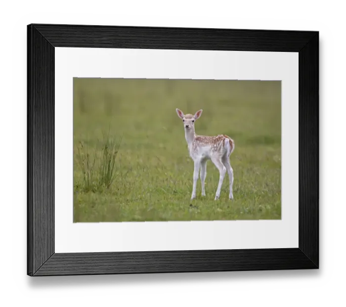 Framed Print : Fallow Deer (Dama dama) fawn, standing in meadow, Helmingham Hall Deer Park, Suffolk, England, june Framed Print : Fallow Deer (Dama dama) fawn, standing in meadow, Helmingham Hall Deer Park, Suffolk, England, june