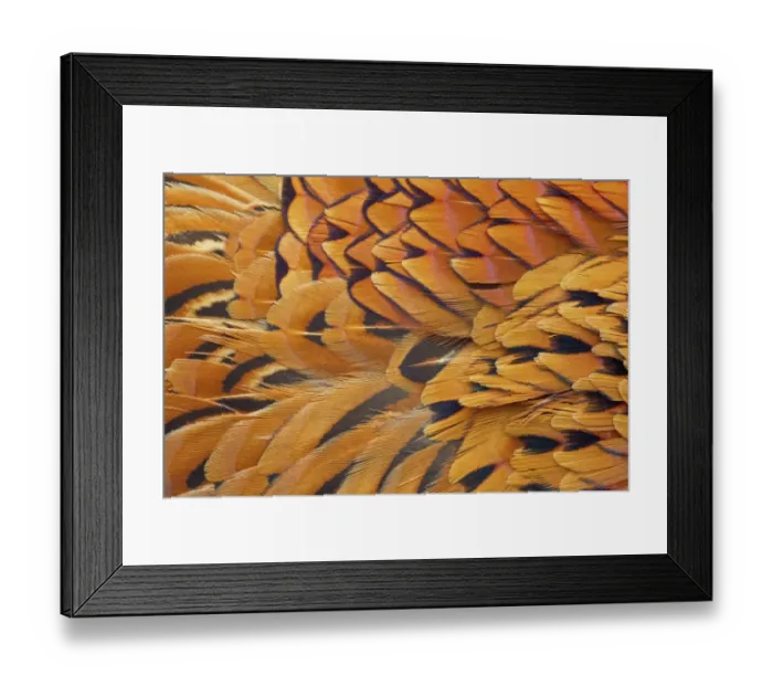 Framed Print : Common Pheasant (Phasianus colchicus) adult male, close-up of feathers, Berwickshire, Scottish Borders, Scotland, march Framed Print : Common Pheasant (Phasianus colchicus) adult male, close-up of feathers, Berwickshire, Scottish Borders, Scotland, march
