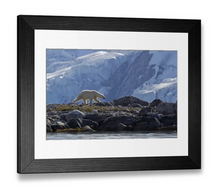Framed Print : Polar Bear (Ursus maritimus) adult, walking on rocks, with glacier in background, Spitzbergen, Svalbard, july Framed Print : Polar Bear (Ursus maritimus) adult, walking on rocks, with glacier in background, Spitzbergen, Svalbard, july