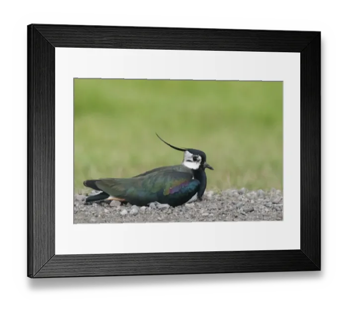 Framed Print : Northern Lapwing (Vanellus vanellus) adult male, warming on track, North Kent Marshes, Isle of Sheppey, Kent, England, may Framed Print : Northern Lapwing (Vanellus vanellus) adult male, warming on track, North Kent Marshes, Isle of Sheppey, Kent, England, may