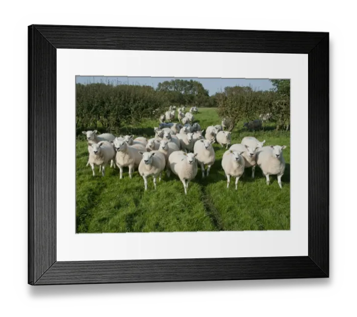Framed Print : Domestic Sheep, Texel cross ewes, flock standing in pasture beside gap in hedgerow, Preston, Lancashire, England, september Framed Print : Domestic Sheep, Texel cross ewes, flock standing in pasture beside gap in hedgerow, Preston, Lancashire, England, september