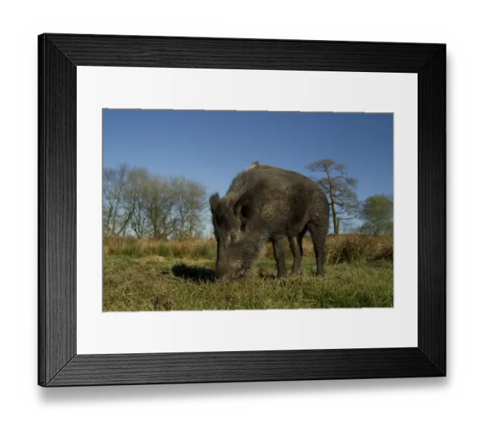 Framed Print : Eurasian Wild Boar (Sus scrofa) young male, rooting, on wild boar farm, Devon, England, may Framed Print : Eurasian Wild Boar (Sus scrofa) young male, rooting, on wild boar farm, Devon, England, may