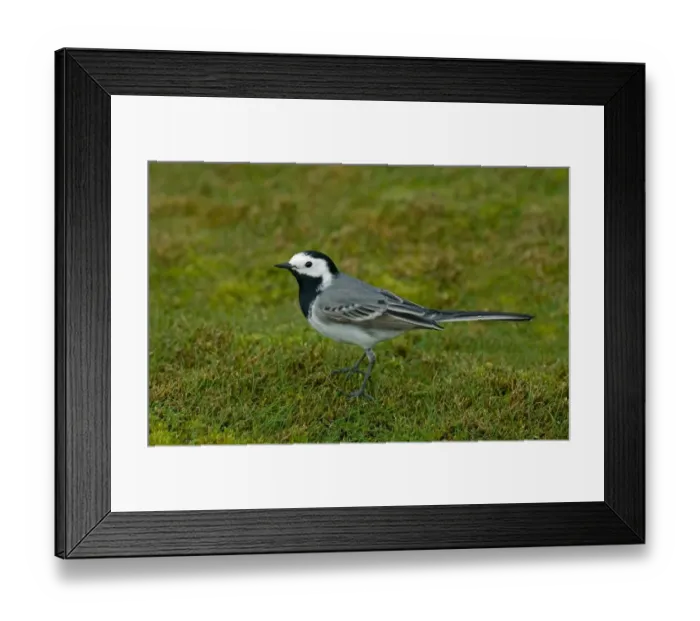 Framed Print : White Wagtail (Motacilla alba) adult male, standing on short turf, England, april Framed Print : White Wagtail (Motacilla alba) adult male, standing on short turf, England, april
