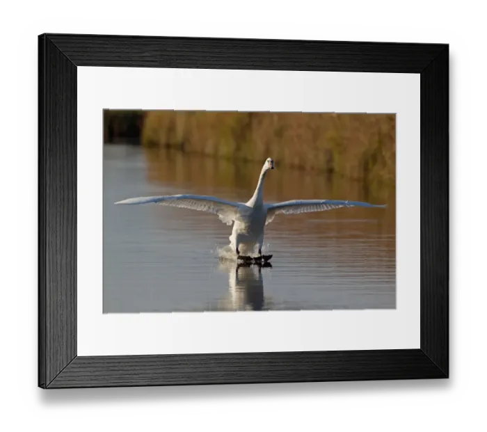Framed Print : Mute Swan (Cygnus olor) adult female, in flight, landing on water, Suffolk, England, november