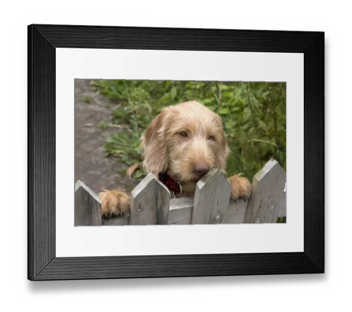 Framed Print : Domestic Dog, Wire-haired Hungarian Vizsla, female puppy, looking over garden gate, England, september Framed Print : Domestic Dog, Wire-haired Hungarian Vizsla, female puppy, looking over garden gate, England, september
